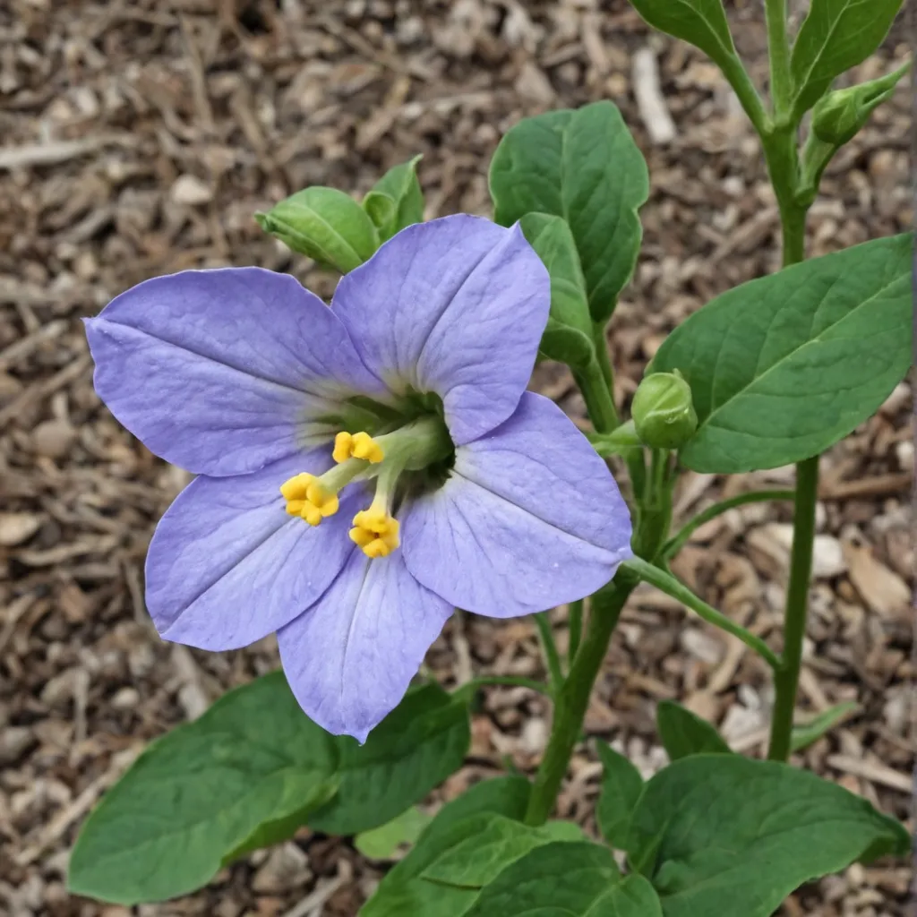 chat with ai character: Rose of night sun.