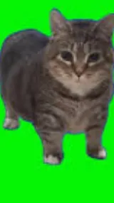 ai character: oiia oiia cat background