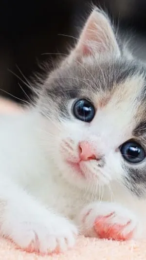 ai character: funny cat background