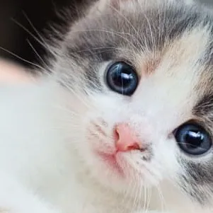 chat with ai character: funny cat