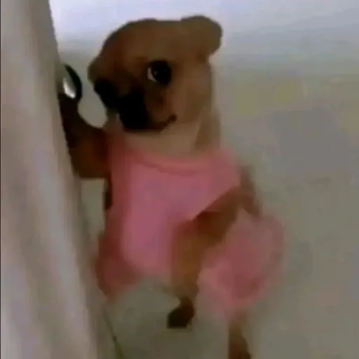 creator quieres pools? 💅's avatar