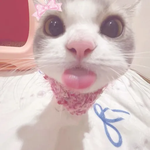 creator Akari ◍˃ᵕ˂◍'s avatar