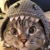 creator alexalabelle24's avatar