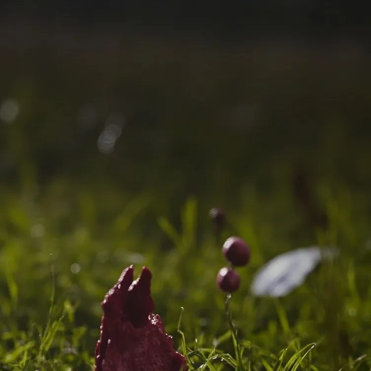 chat with ai character: COD (Drugged.)