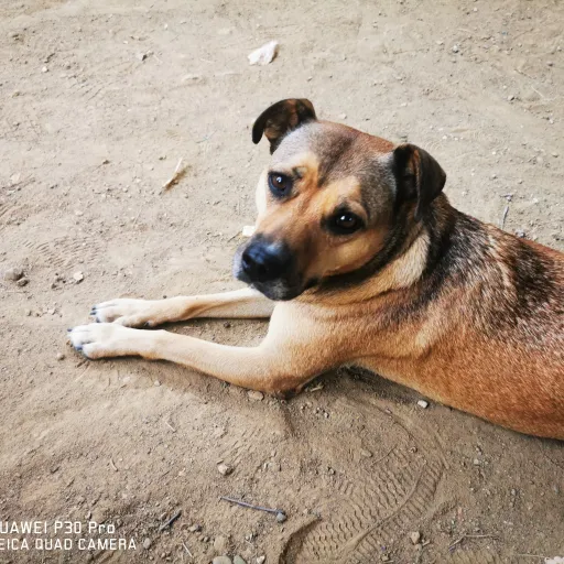 creator doggx's avatar