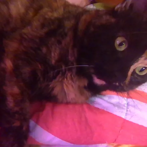 creator TheSceneGremlin!!'s avatar