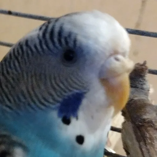 creator •kiya•'s avatar