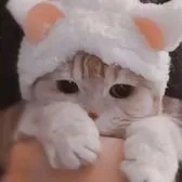 creator ♡Layla•cat girl♡'s avatar