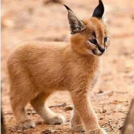 creator el flopapro's avatar