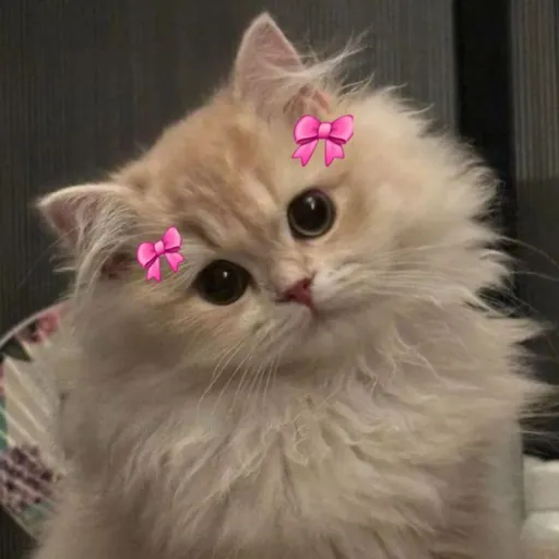 creator KIM_Sania's avatar