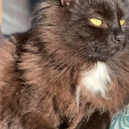 chat with ai character: Your a cat 2