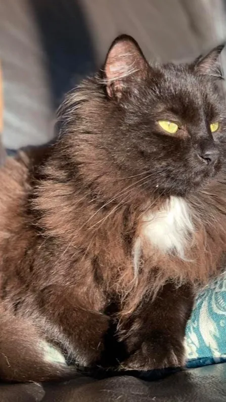 ai character: Your a cat 2 background