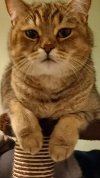 ai character: Mattheo Riddle :)  background