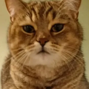 chat with ai character: Mattheo Riddle :) 