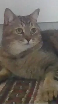 ai character: Idon'tknow:| background