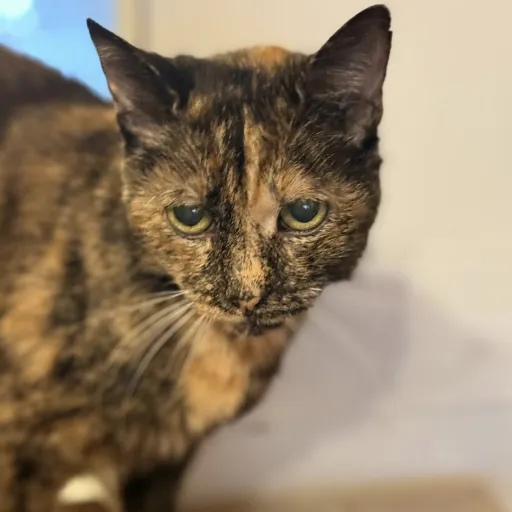 creator Sharky_rocky🦈's avatar