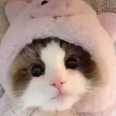 creator ☁️ ✨ Cool cat ✨ ☁️'s avatar