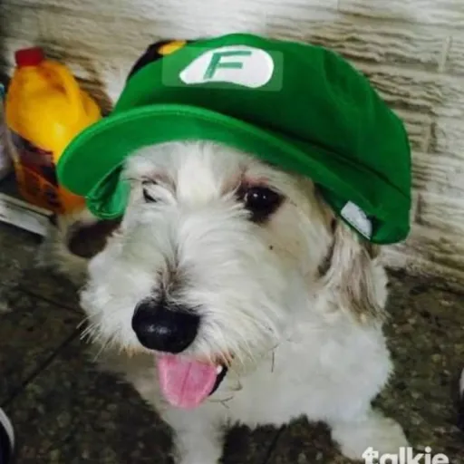 creator curly antifurry's avatar