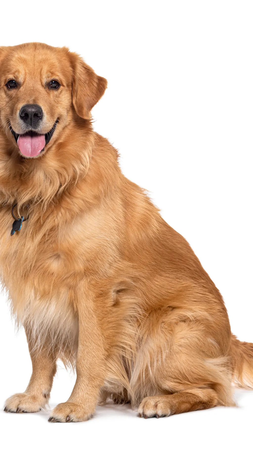 ai character: Dog Game background