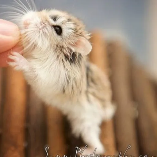 creator EATING_HAMSTERS's avatar