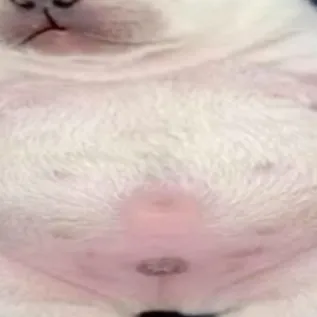 chat with ai character: pibble