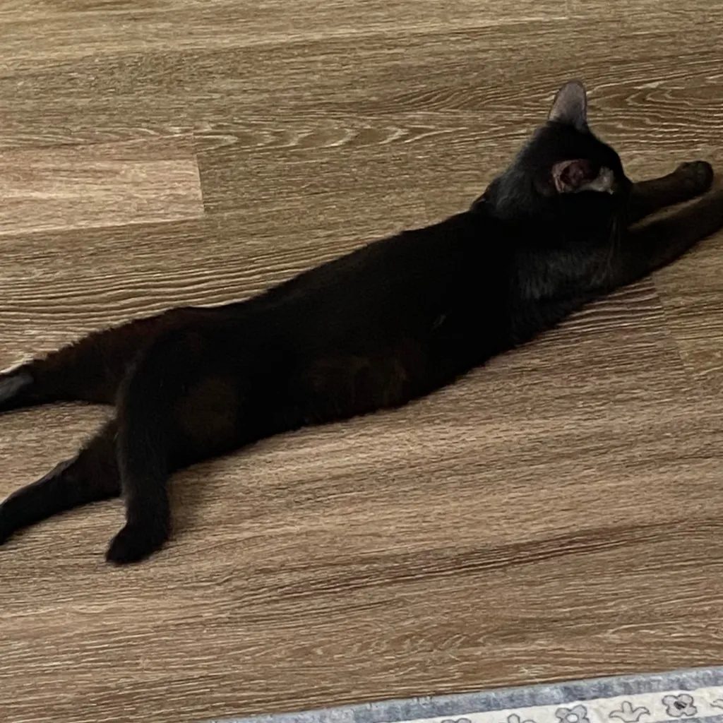 chat with ai character: AMIYA