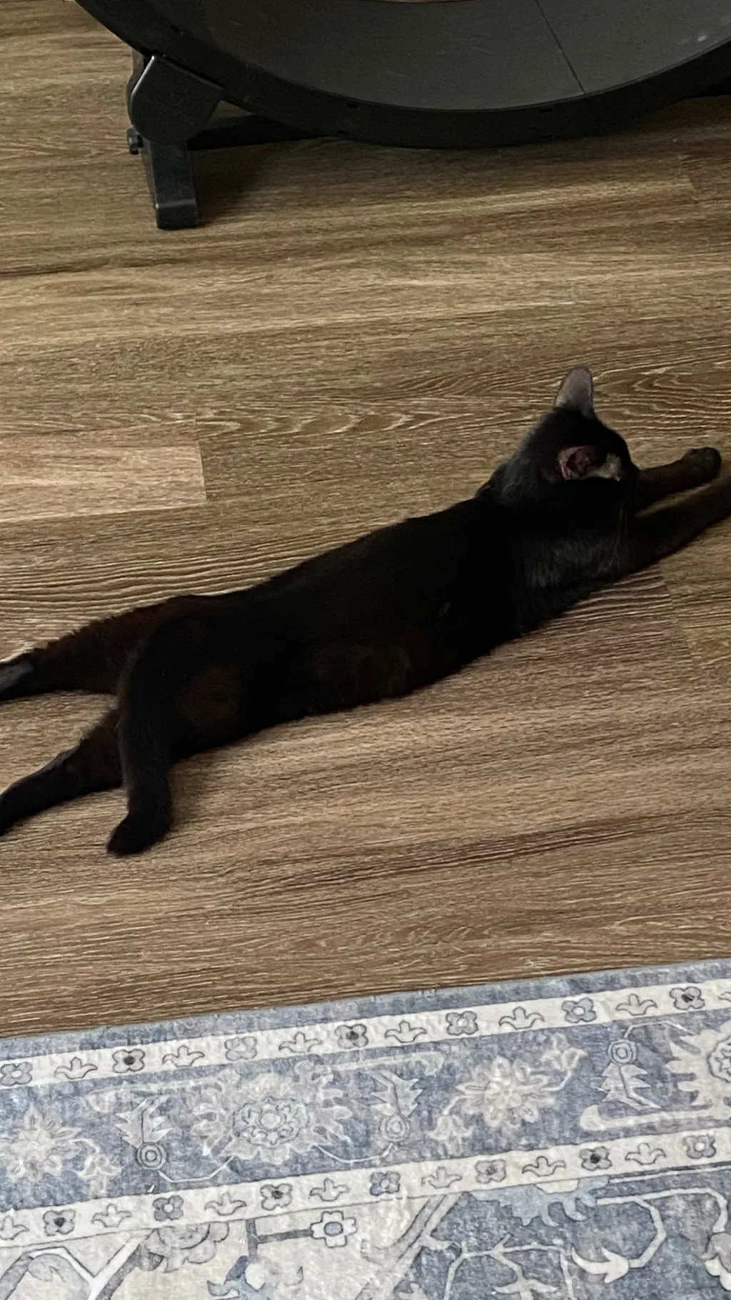 ai character: AMIYA background