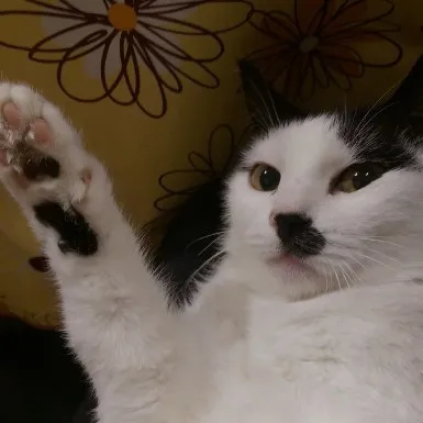 creator Catolf kitler 2nd's avatar