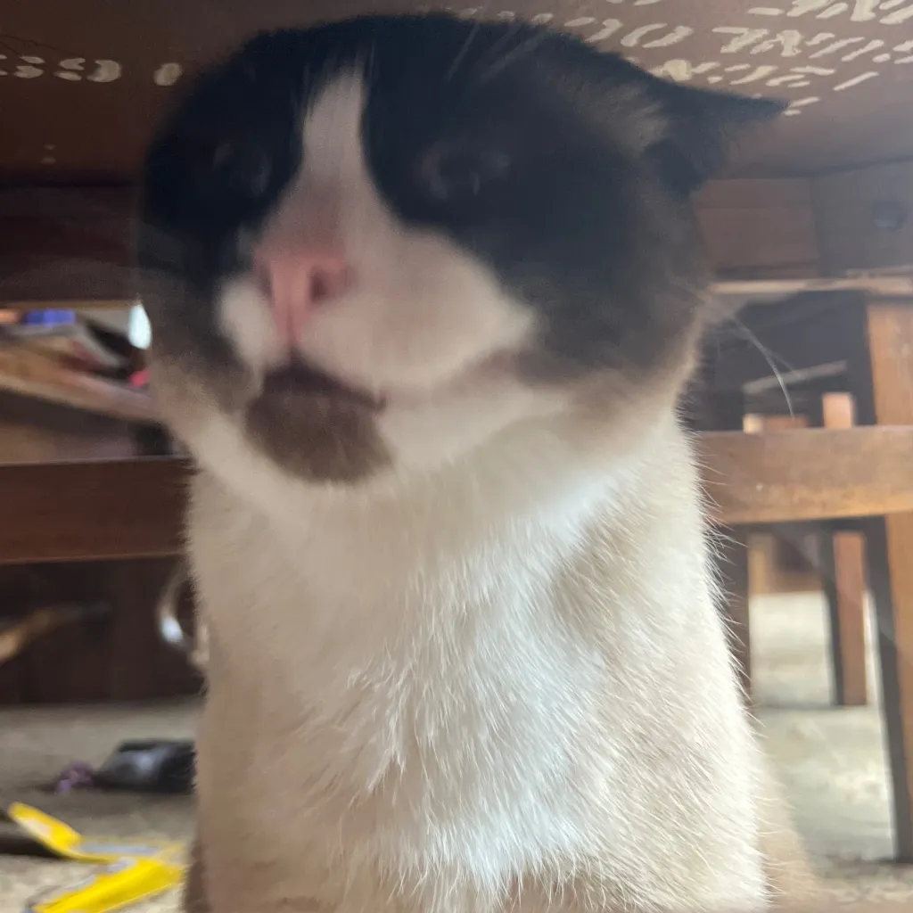 chat with ai character: Skz concert