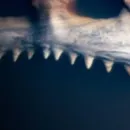 chat with ai character: Jupiter 