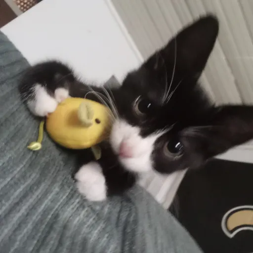 creator Lynn Kistner's avatar