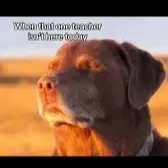 chat with ai character: Q/A!