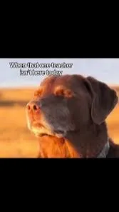 ai character: Q/A! background