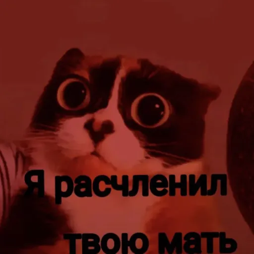 creator 🤍⚪BrokenSpawn⚪🤍's avatar