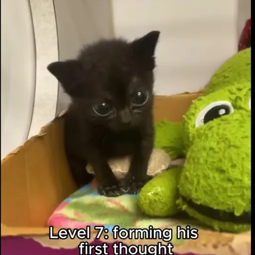 creator 🌌 starry night's avatar