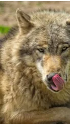 ai character: therian!!!! background