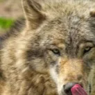 chat with ai character: therian!!!!