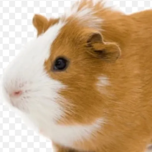 creator icono super Pri🗣️'s avatar