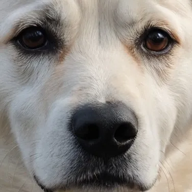 chat with ai character: dog