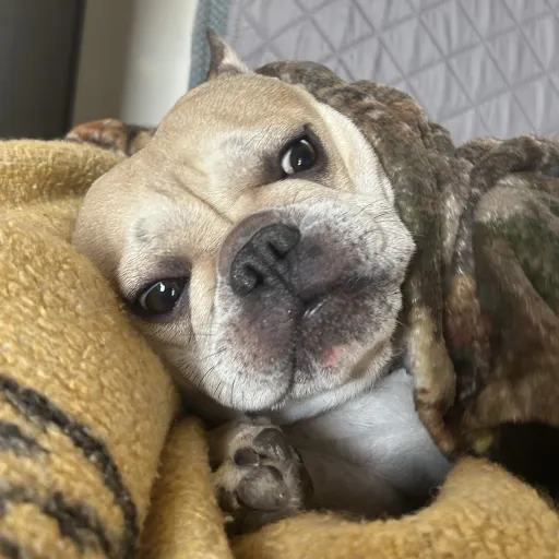 creator Potato coco's avatar