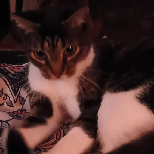 creator Thelma the cat's avatar