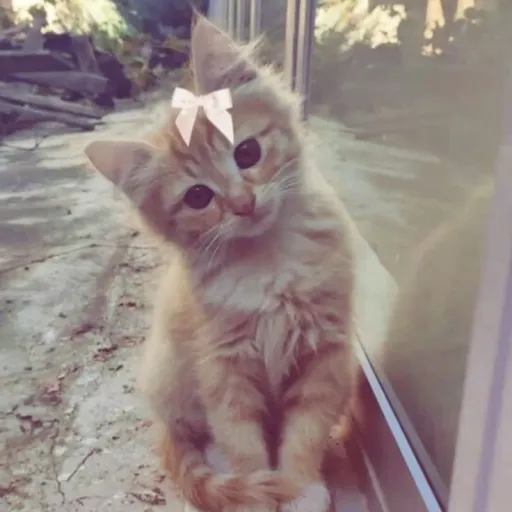 creator aya^'s avatar