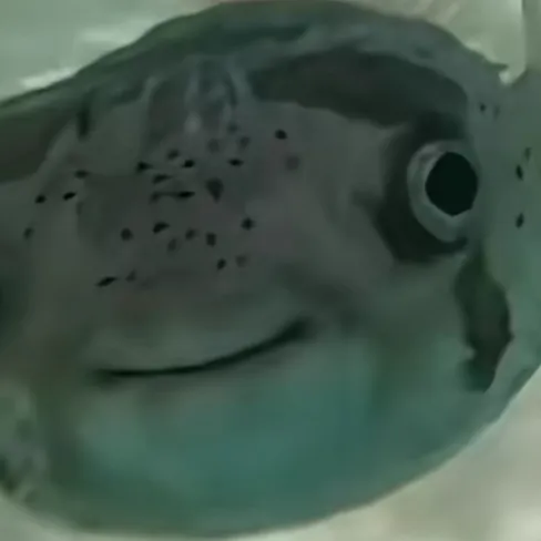 creator Vermi's avatar