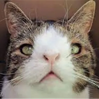 creator Talkie 1110517's avatar