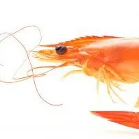 creator noli 2.0's avatar