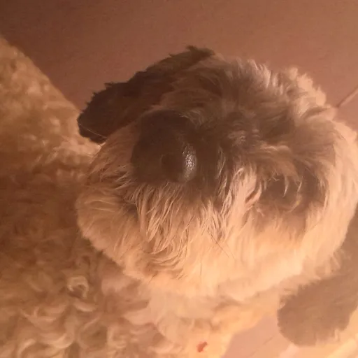 creator Avril! ! ✩¡'s avatar