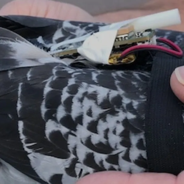 chat with ai character: The Pigeons