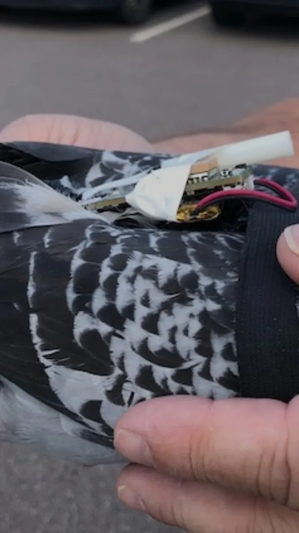 ai character: The Pigeons background