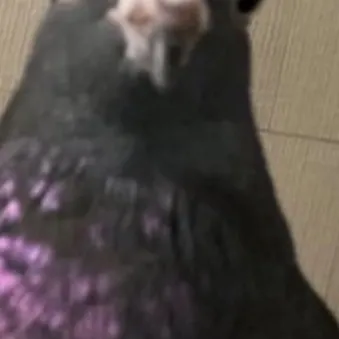 chat with ai character: Stormfrost child  