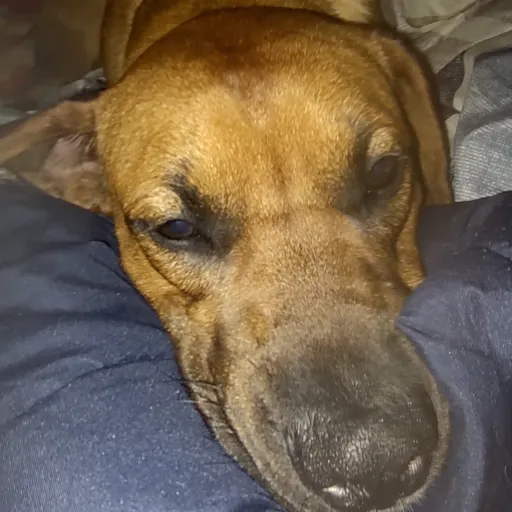 creator mr. wasp's avatar